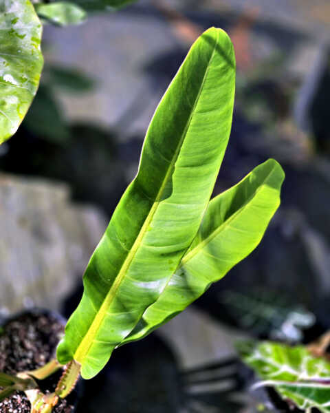 Foliage