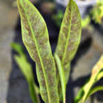 Philodendron ligulatum herculanum