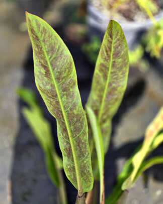Philodendron ligulatum herculanum