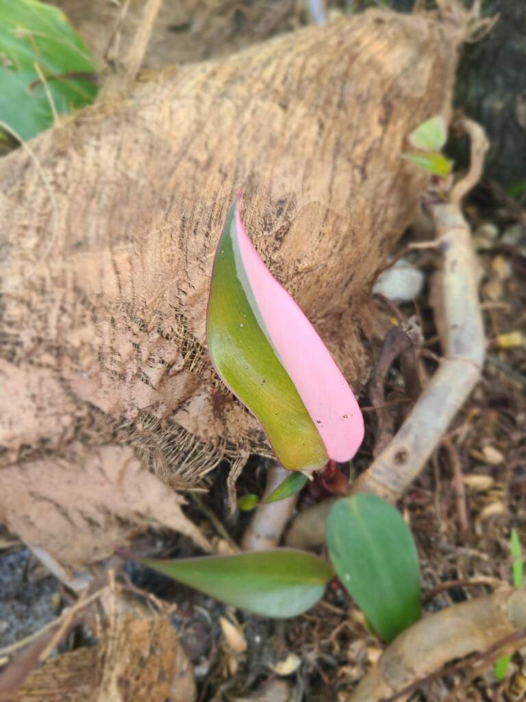 Philodendron Pink Princess