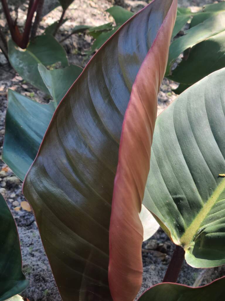 Red Congo Philodendron