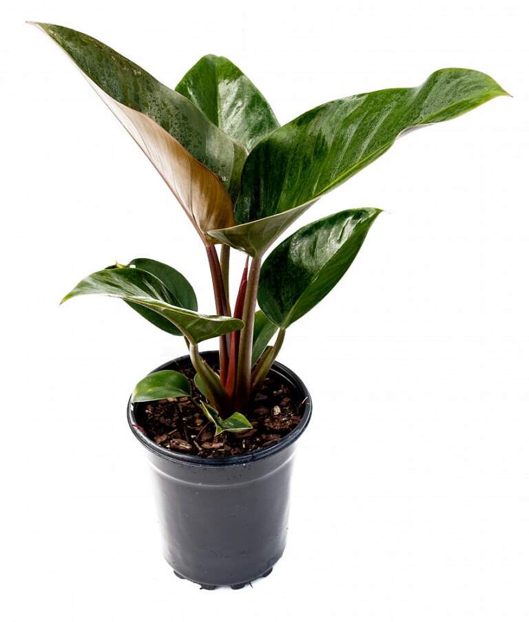 Buy Philodendron 'Rojo Congo', Red Congo Philodendron | Free Shipping