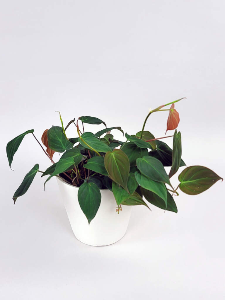 Philodendron Micans