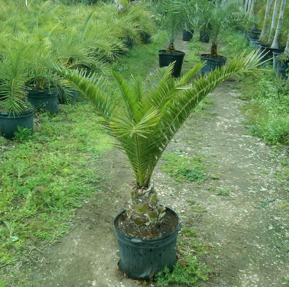 Phoenix canariensis, Canary Island Date Palm, Pineapple Palm PlantVine
