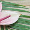 pink anthuriums