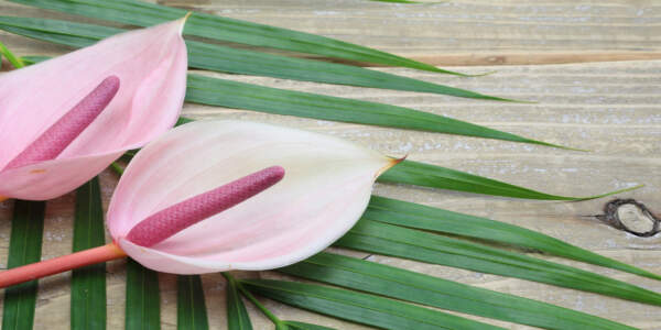 pink-anthuriums