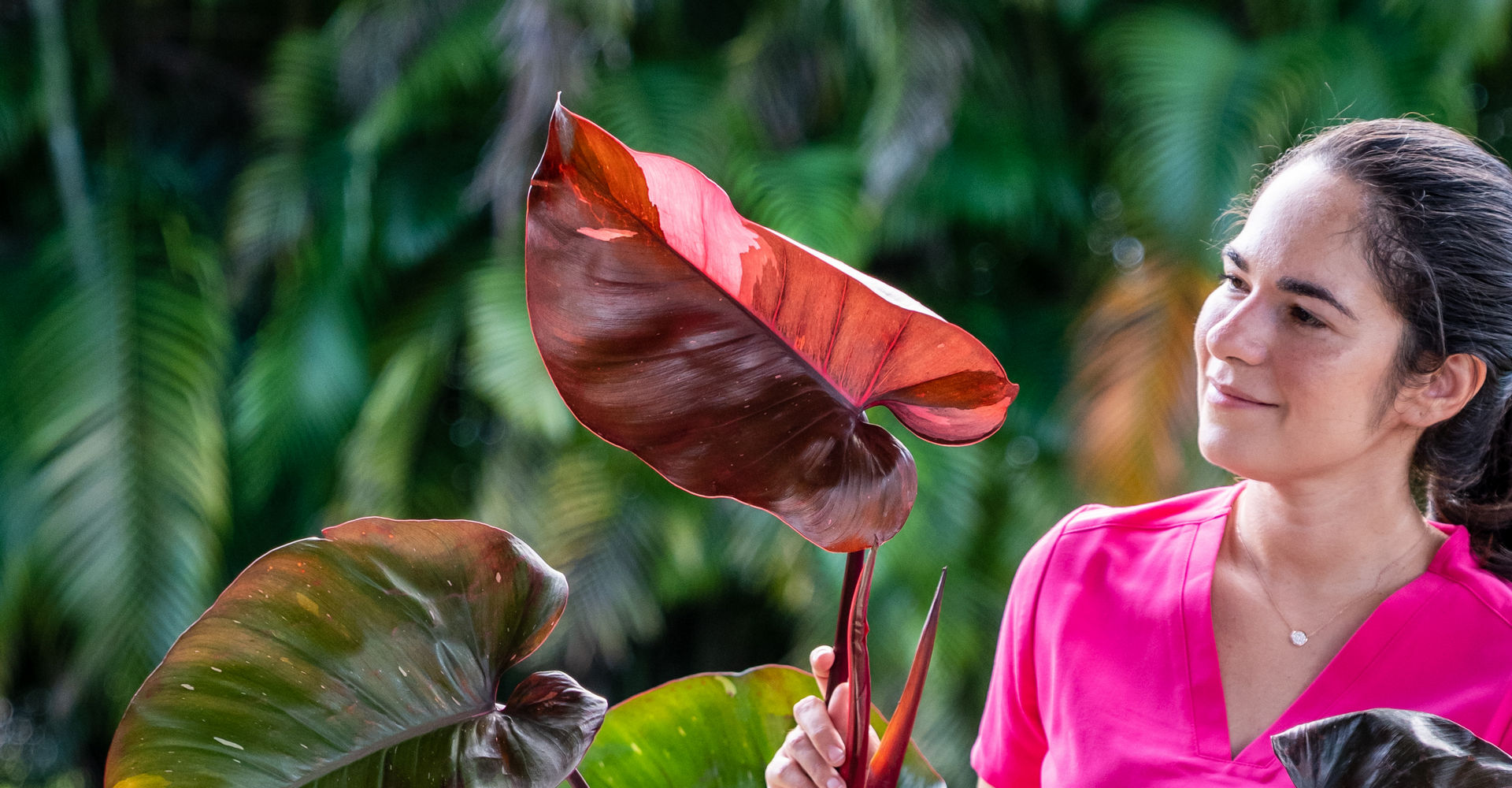 pink princess plantvine wide