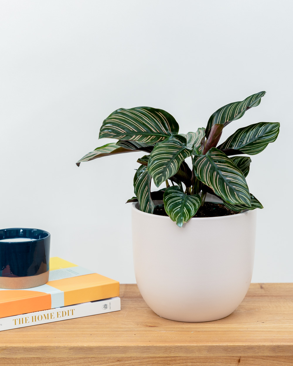 Buy Pinstripe Calathea Calathea Ornata Free Shipping Over 100 Buy Pinstripe Calathea Calathea Ornata Free Shipping Over 100