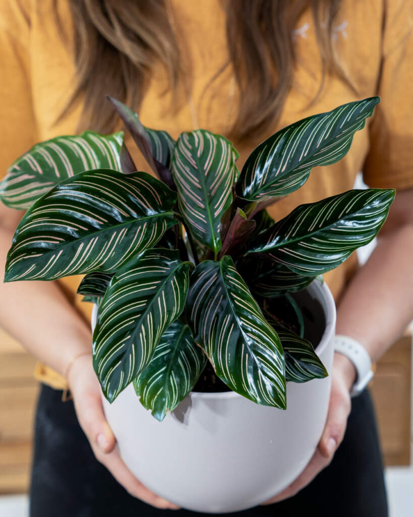 Calathea (or Prayer Plant) Care Guide | PlantVine