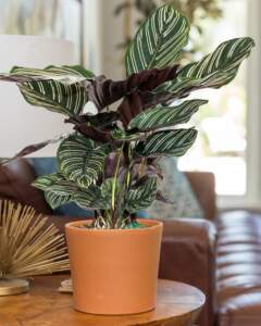 Calathea Pinstripe