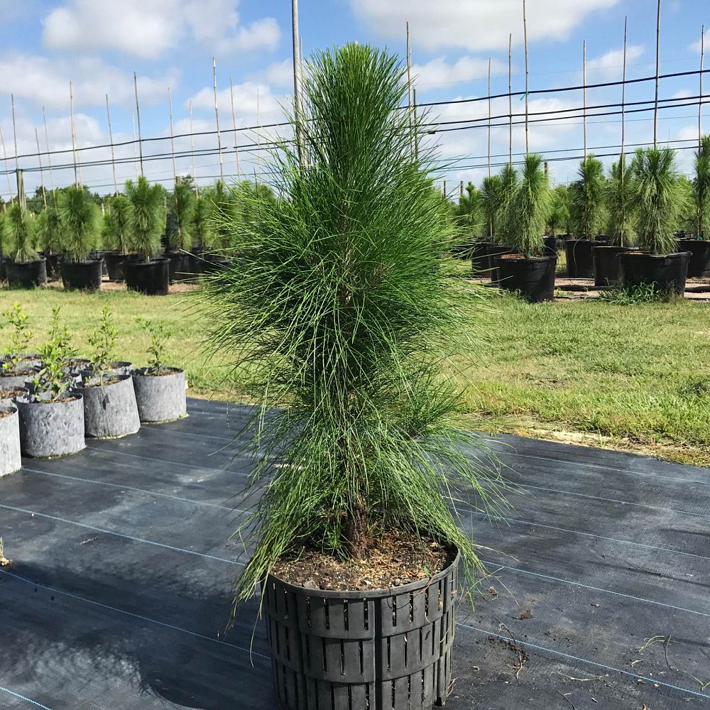 slash pine