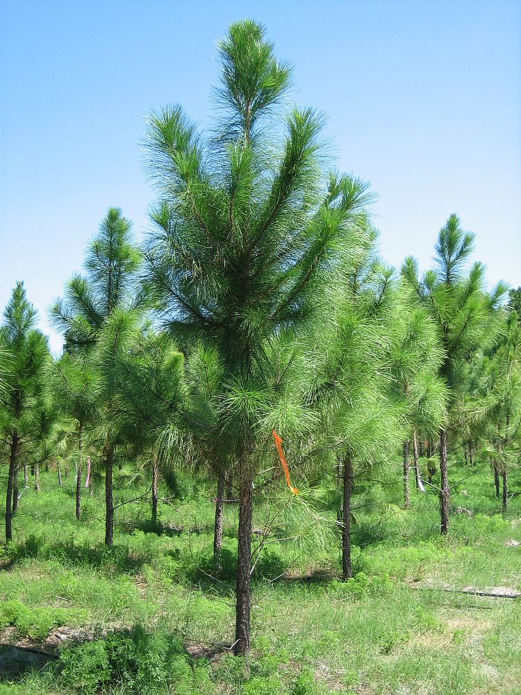 slash pine