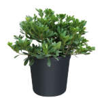 pittosporum tobira jap cheesewood large