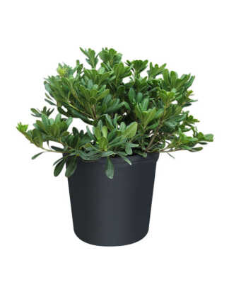 pittosporum tobira jap cheesewood large