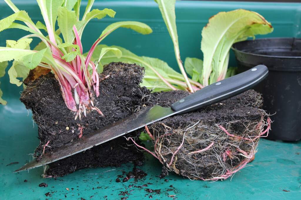 Root division