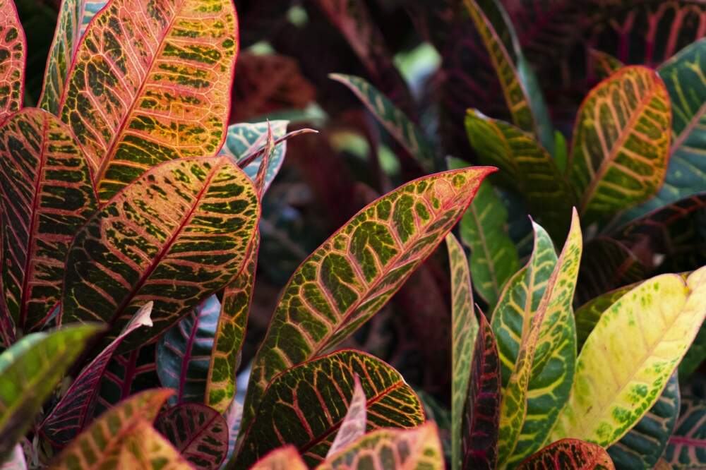 Intermediate Care Plants that will Test your Green Thumbs | PlantVine
