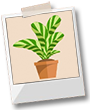 Picture of plant