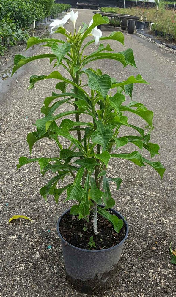 Plumeria pudica 'Bridal Bouquet', Frangipani PlantVine