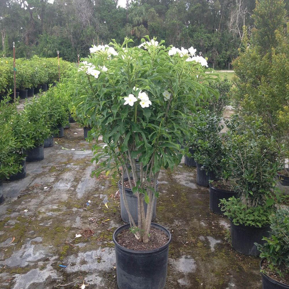 Plumeria pudica ‘Bridal Bouquet’, Frangipani PlantVine