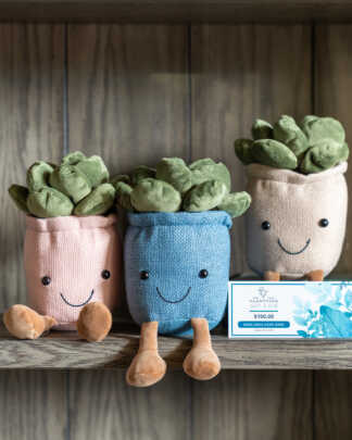 Succulent Plushies