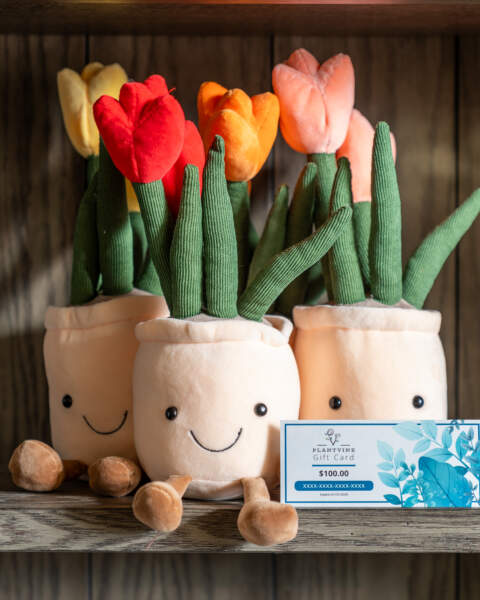 Tulips Tulips