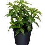 psychotria nervosa wild coffee large