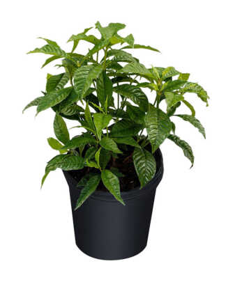 psychotria nervosa wild coffee large