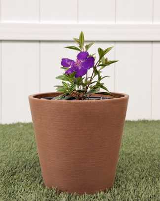 Tibouchina lepidota, Purple Glory Bush - Medium, Bush