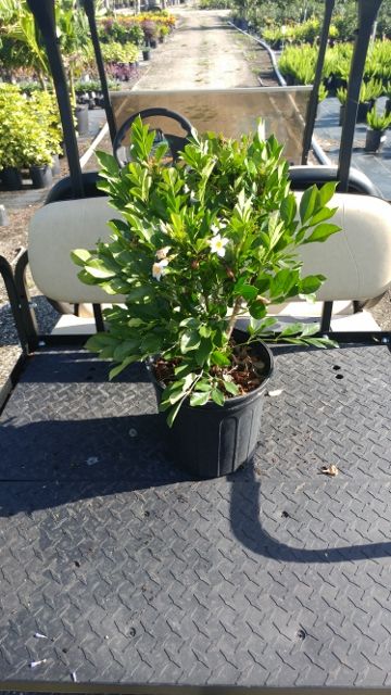 radermachera 39 kunming 39 dwarf tree plantvine best grow light under 100