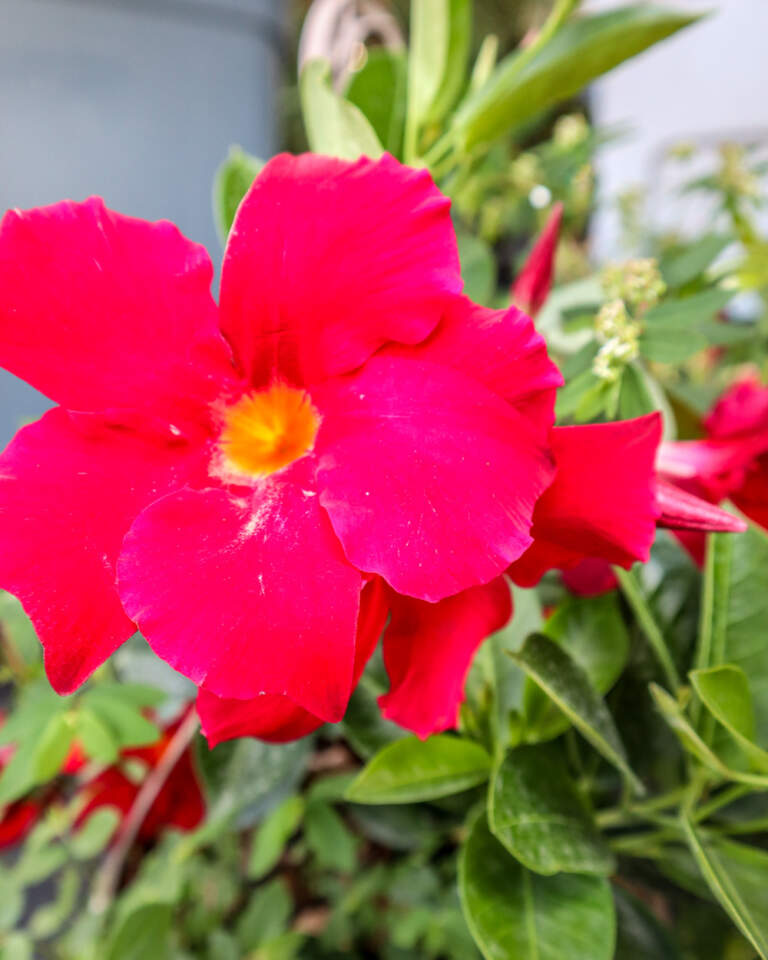 Red Dipladenia | PlantVine