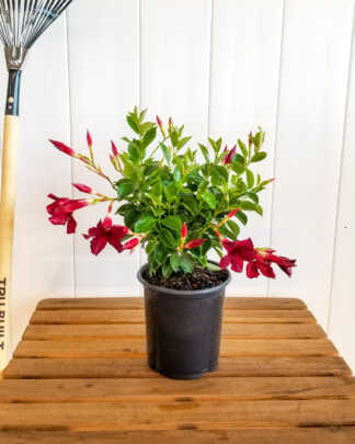 red medium mandevilla