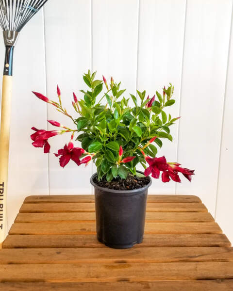 Medium Bush Medium Bush