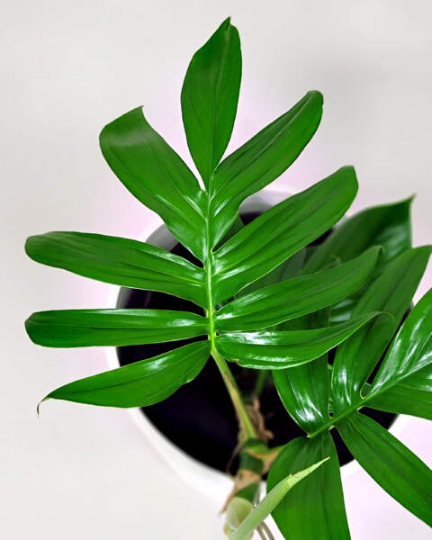 rhaphidophora decursiva leaves rhaphidophora decursiva leaves