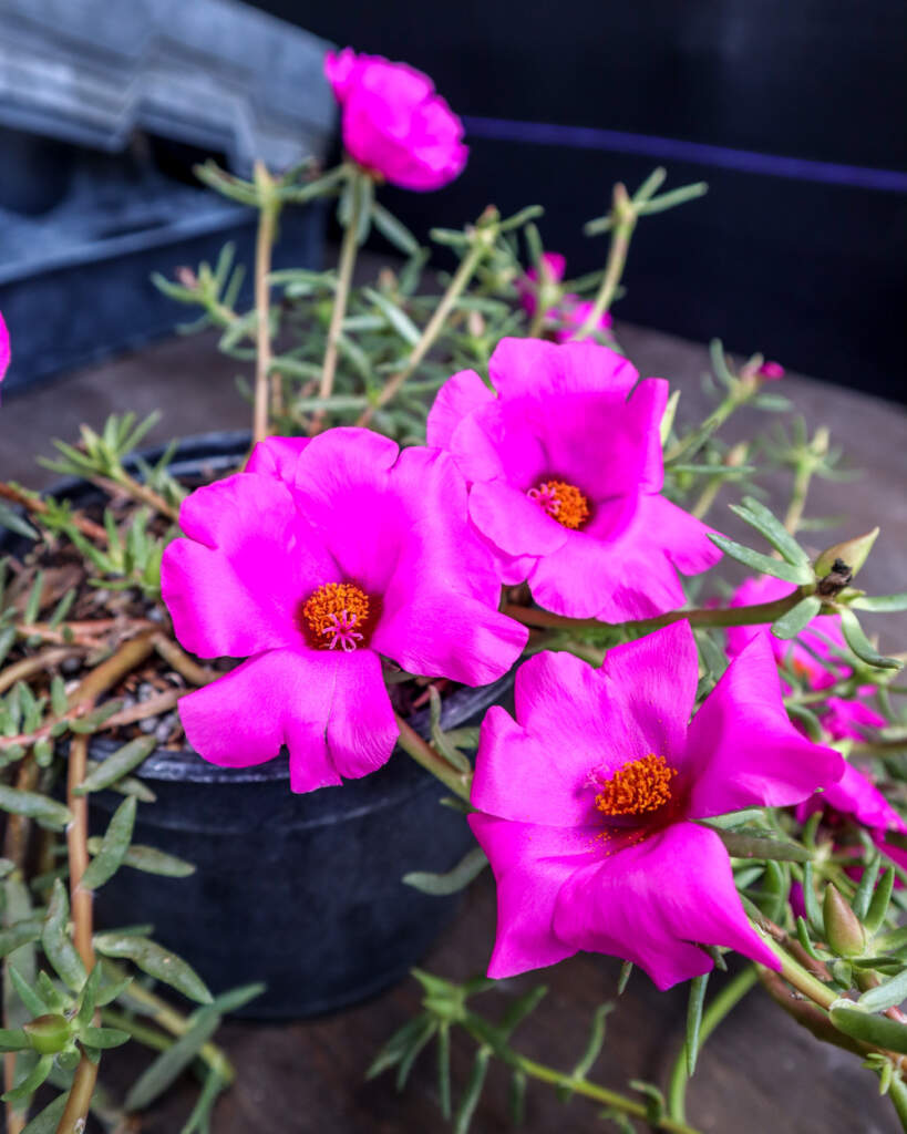 Purple Portulaca, Purslane, Rose Moss PlantVine