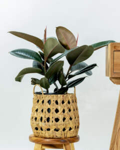 Ficus Elastica Burgundy
