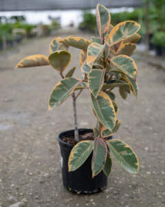 Ficus elastica