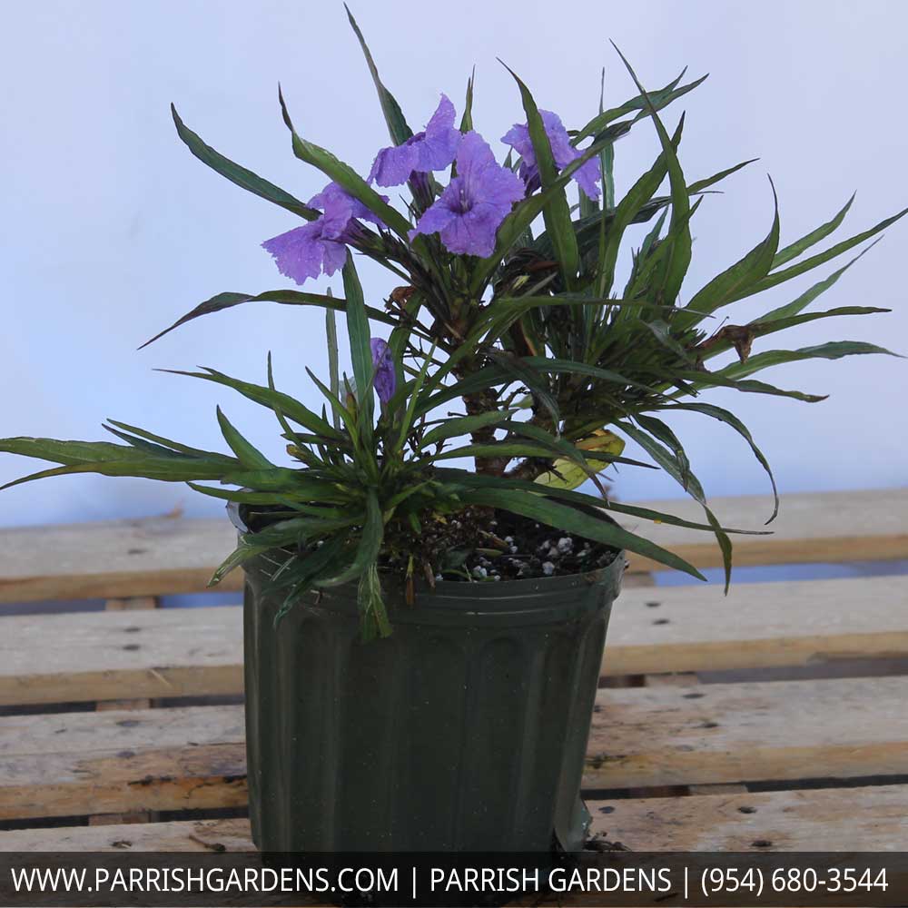 Ruellia brittoniana 'Compacta Katie' - Purple, Mexican ...