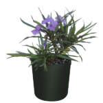 ruellia brittoniana compacta katie purple