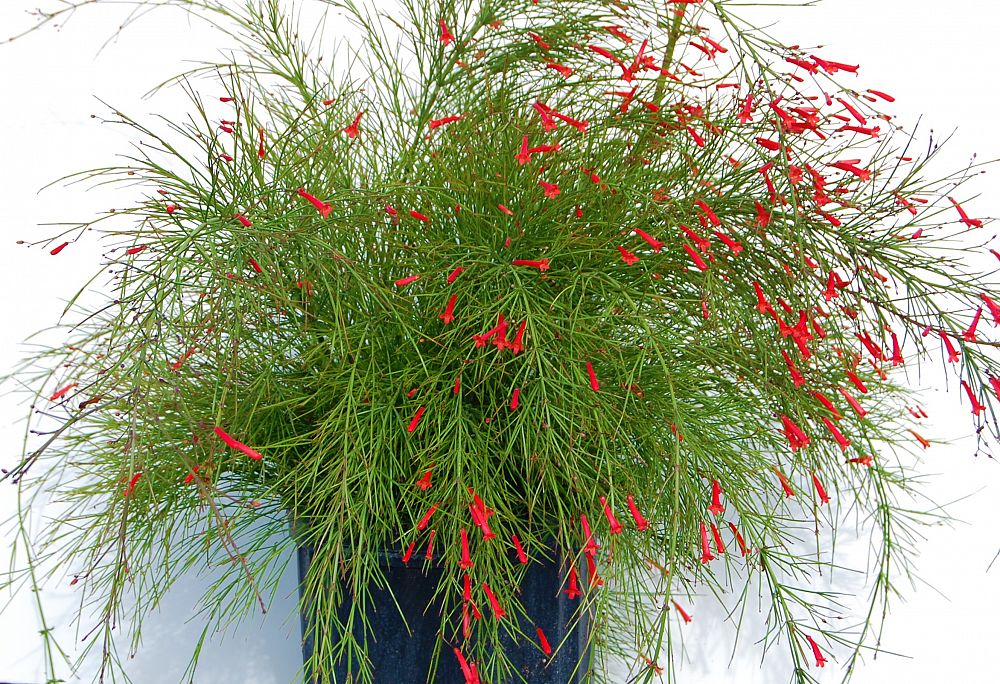 Plant Image