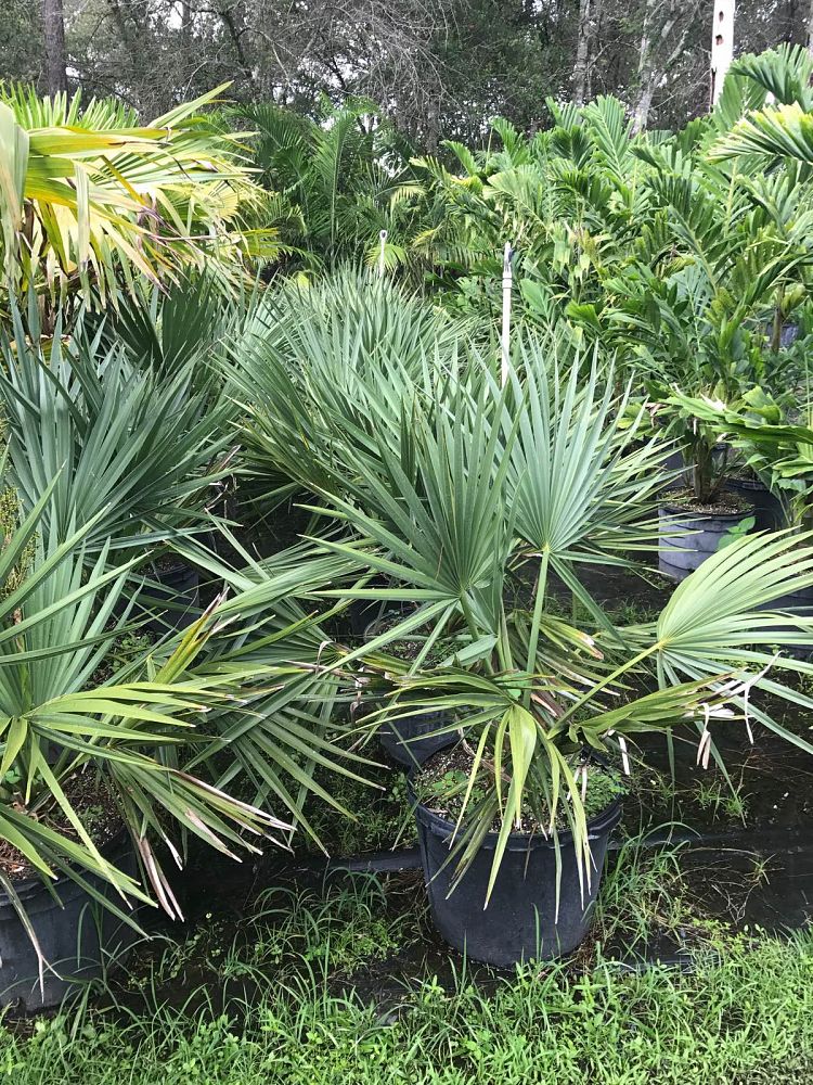 Sabal minor, Dwarf Bluestem Palmetto PlantVine