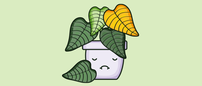 Sad Plant sad plant contact w