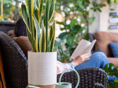 sans laurenti reading