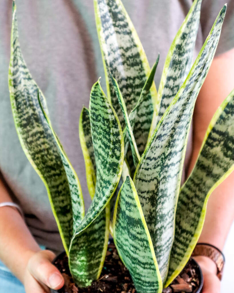 Buy Sansevieria Trifasciata 'Laurentii' | Large Snake Plant
