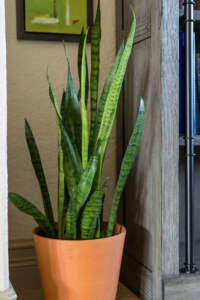 Snake Plant