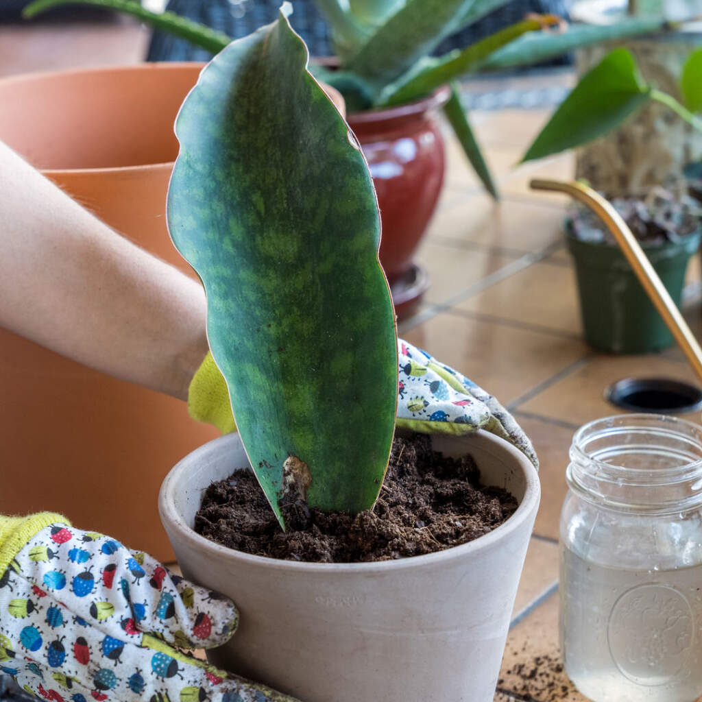 sansevieria masonia whale fin