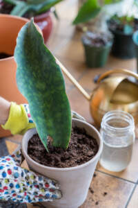 Potting whale fin leaf