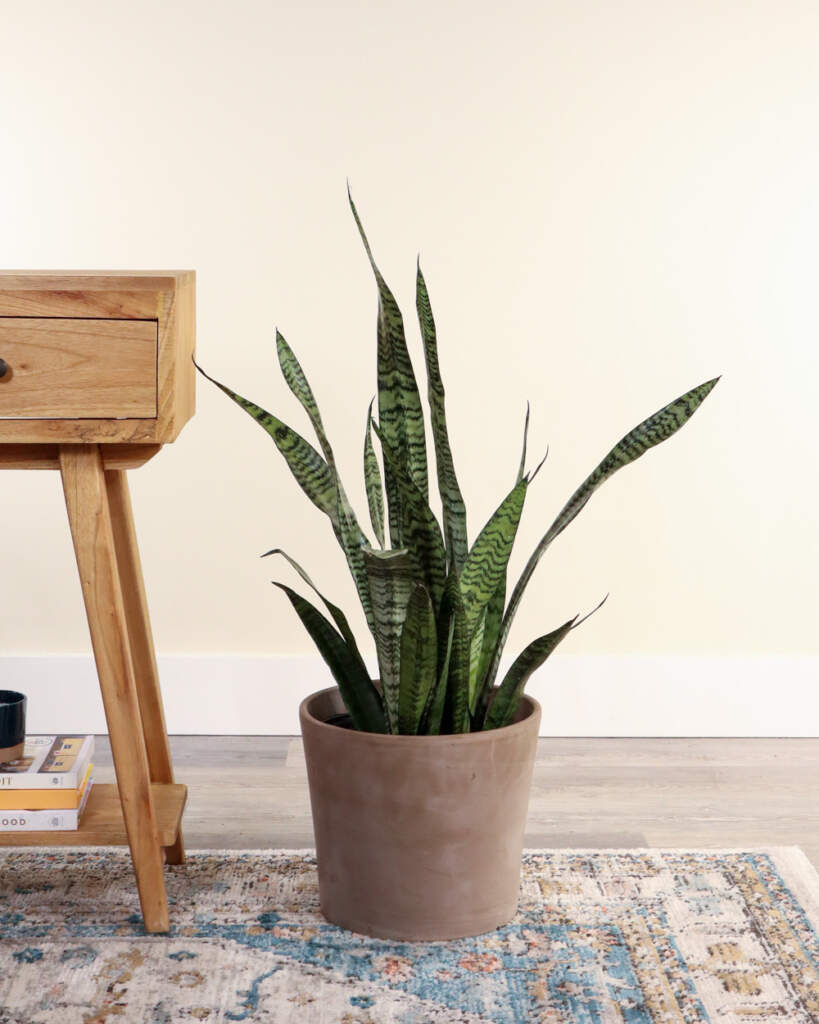 Snake Plant, Sansevieria zeylanica
