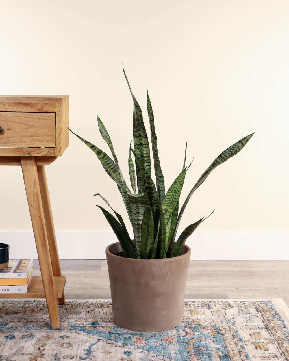Snake Plant 3 Gallon 3 Pack Live Indoor Plant 8-10 Inch Pot Large PlantVine Sansevieria zeylanica Bowstring Hemp Mother in laws Tongue 