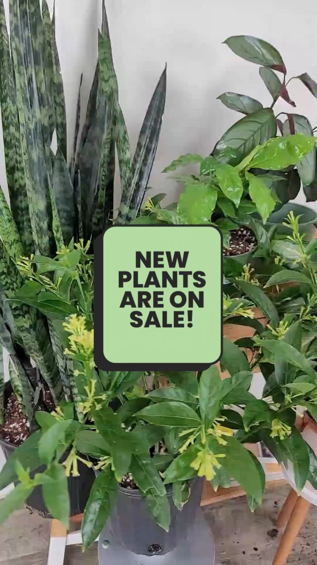 Plant Sale You Can’t Miss! 🌱✨ Ready to green up your space with something special? Today’s your chance to save big on some of our favorite plants!🌿 On sale: • Arabica Coffee • Calathea Grey Star • Aglaonema White Rain • Night Blooming Jasmine • Sansevieria Zeylanica⏳ Don’t wait—these beauties won’t last long! Shop the sale now at PlantVine.com and bring home the perfect plant at the perfect price. 💚