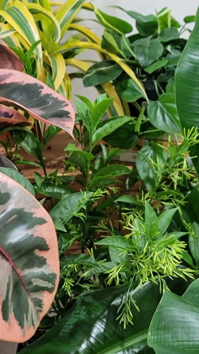 Your Next Favorite Plant is on Sale! 🌿💚 Looking to add something bold and beautiful to your collection? We’ve handpicked a few standout plants—and they’re all on sale for a limited time!✨ Featured in this sale: • Philodendron Cream Splash • Dracaena Gold Star • Night Blooming Jasmine • Cavendish Banana • Ficus RubyHurry—these deals (and these plants) won’t stick around for long! 🛒 Shop now at PlantVine.com and find the plant that speaks to you.